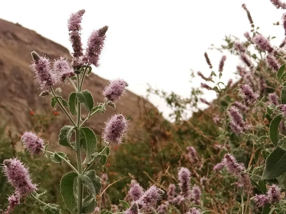 Herbs of Pamir