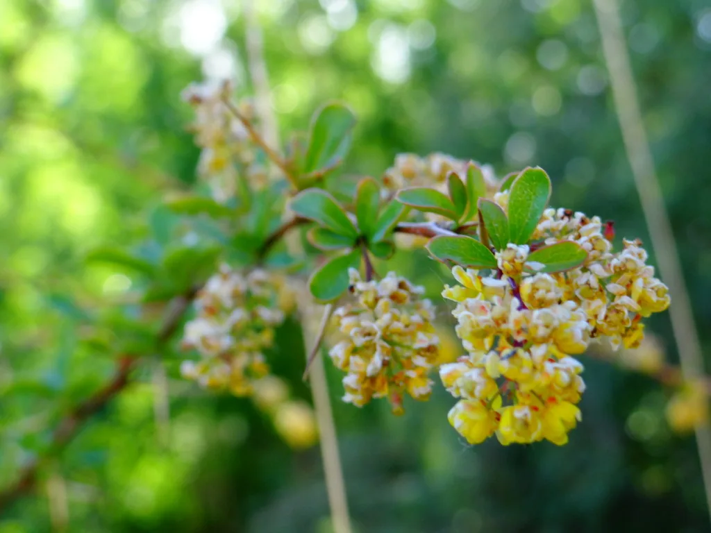 Flowers of common barberry