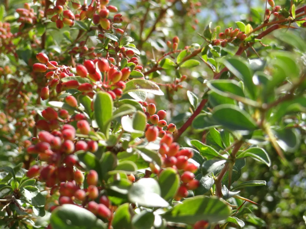Common barberry