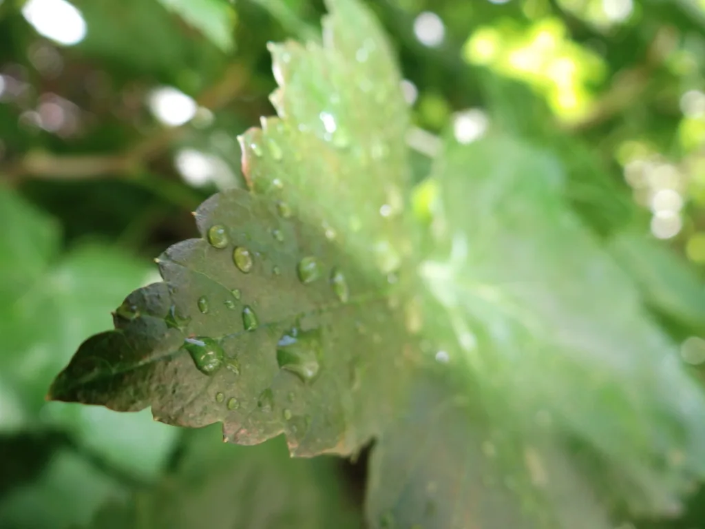 Blackcurrant leaves