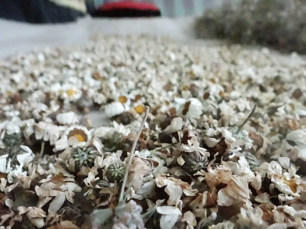 Chamomile
