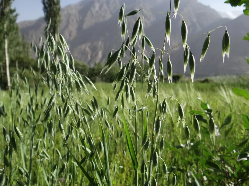 Cultivated oat