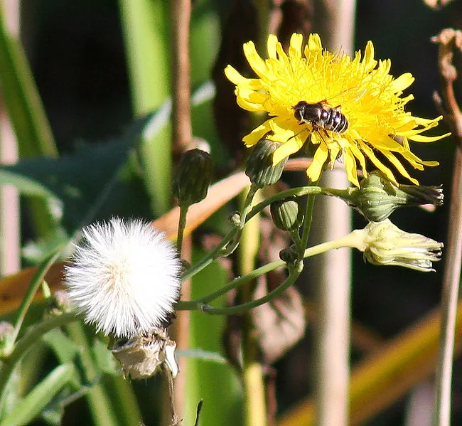 Hawksbeard, a plant sometimes confused with dandelion