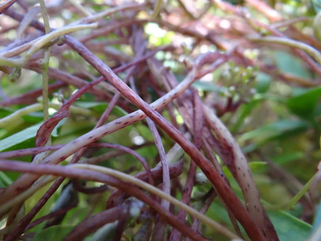Entangled dodder stems