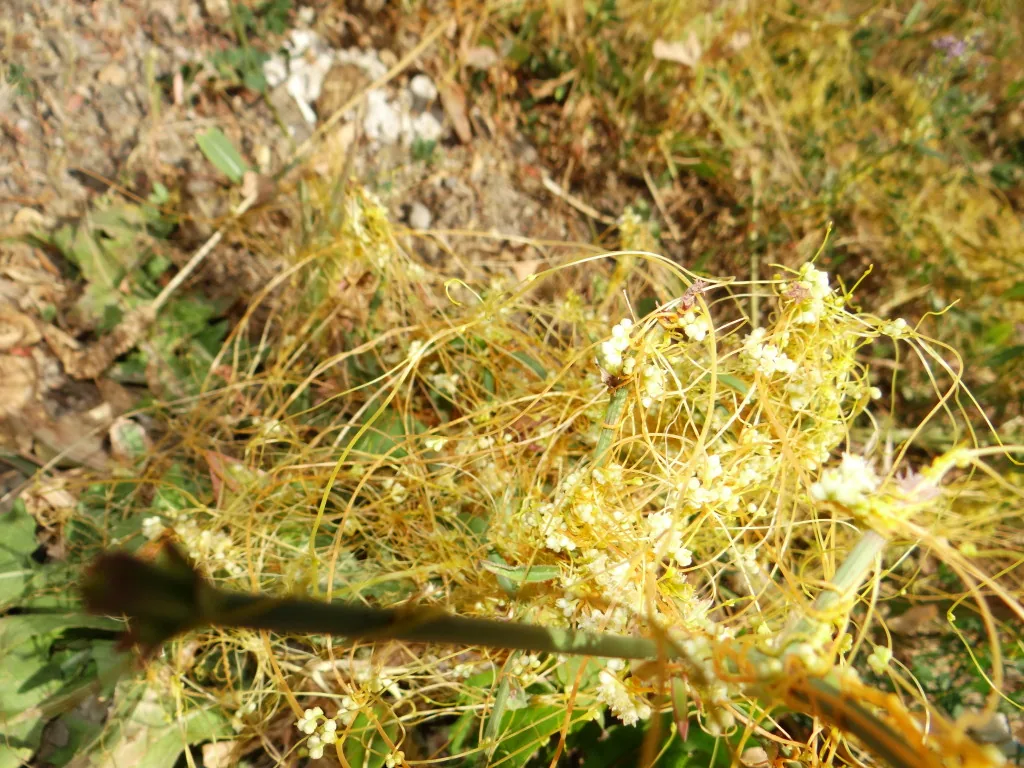 Dodder