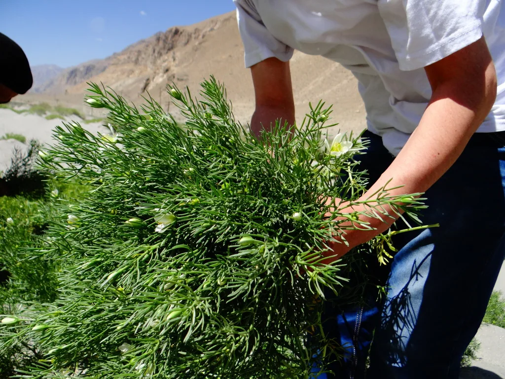 Harvesting Syrian rue
