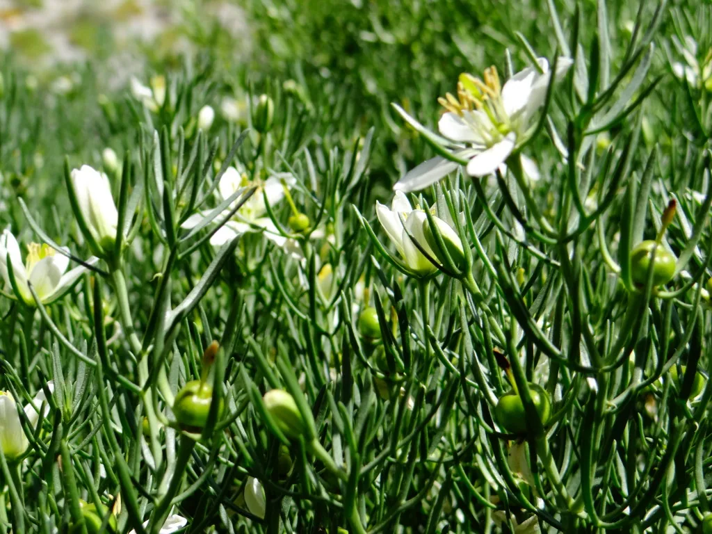 Syrian rue