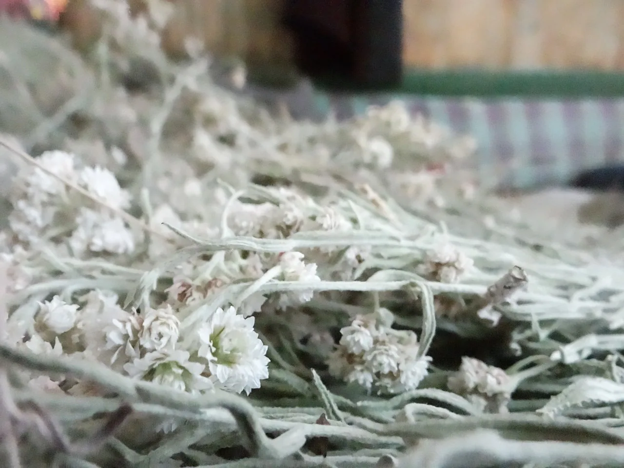 Immortelle