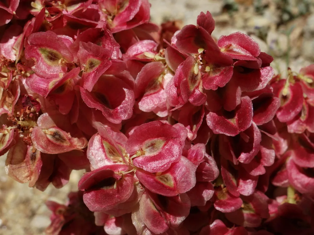 Flowers of Maximowicz's rhubarb