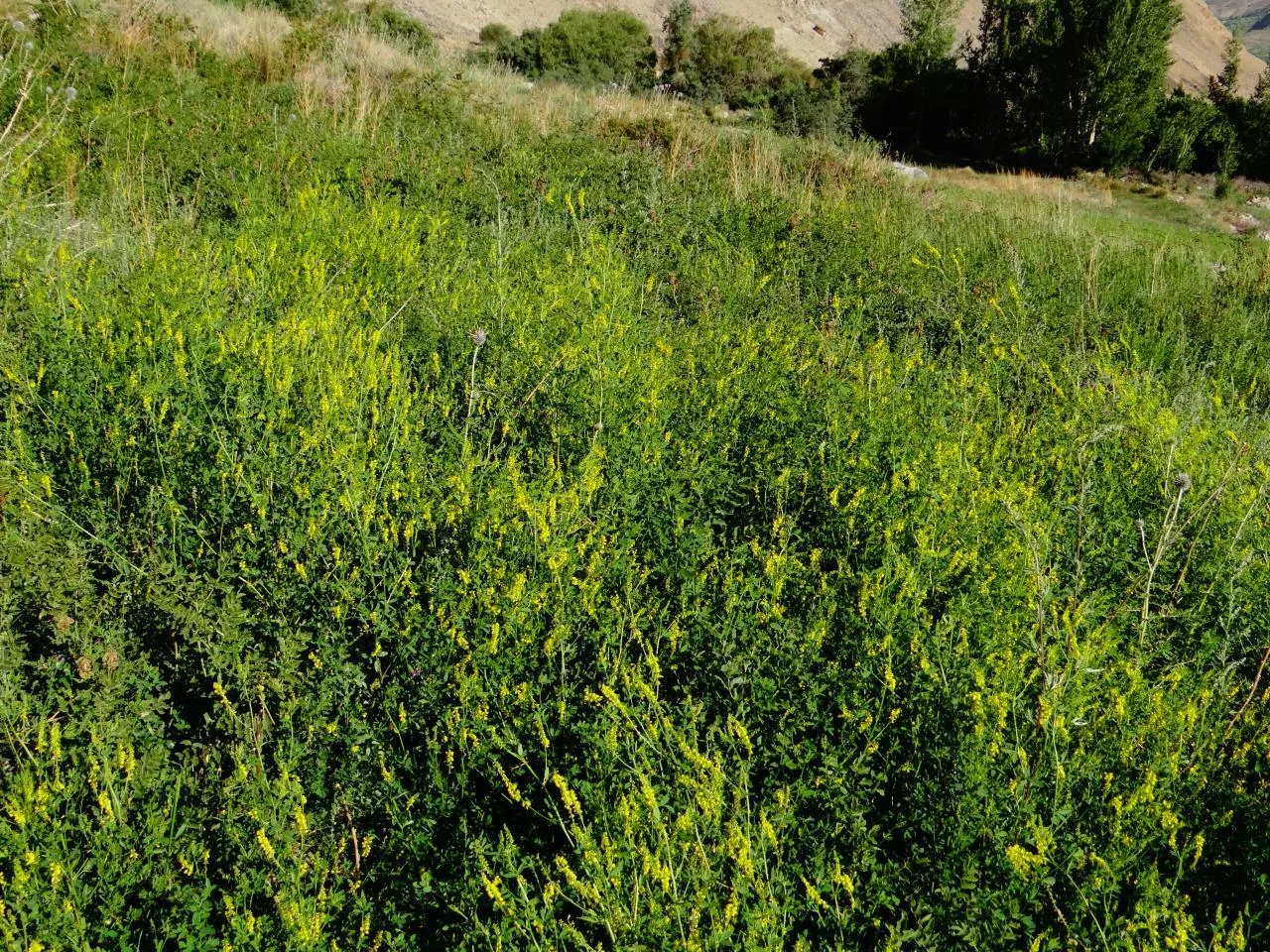 Донник лекарственный
