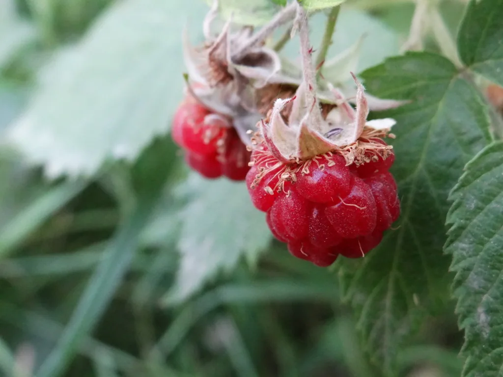 Red raspberry