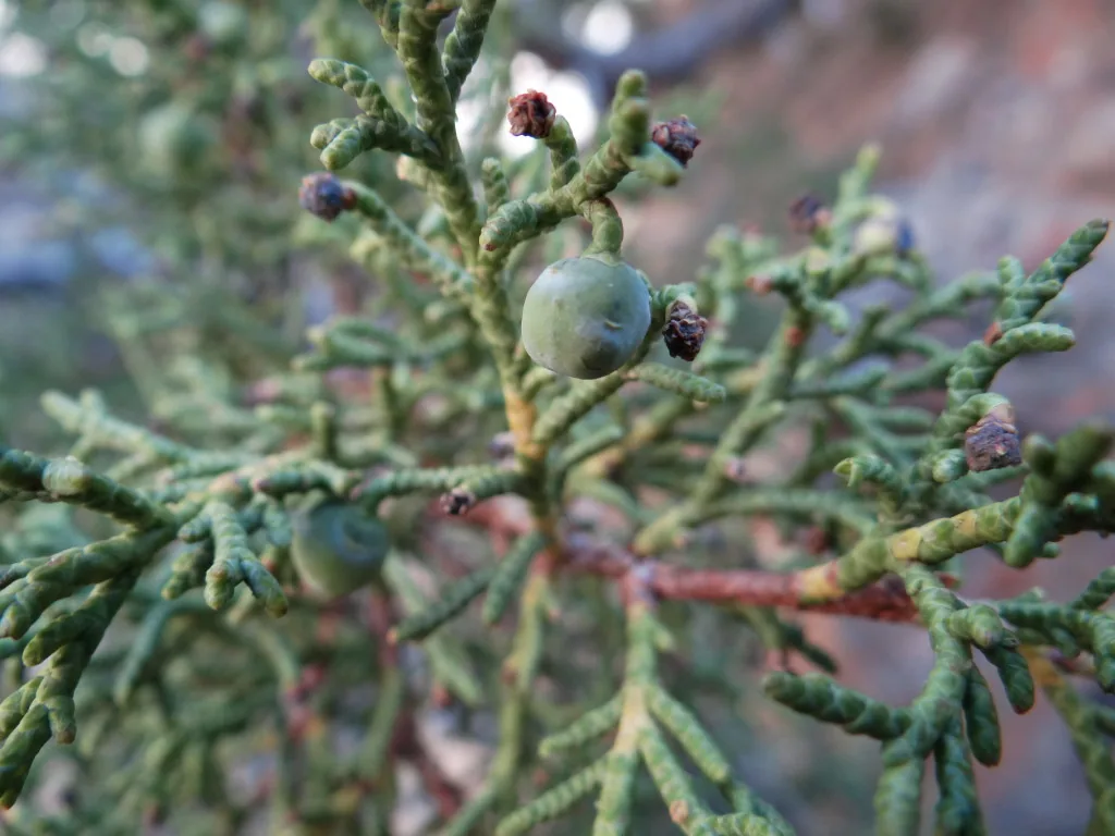 Shughnan juniper