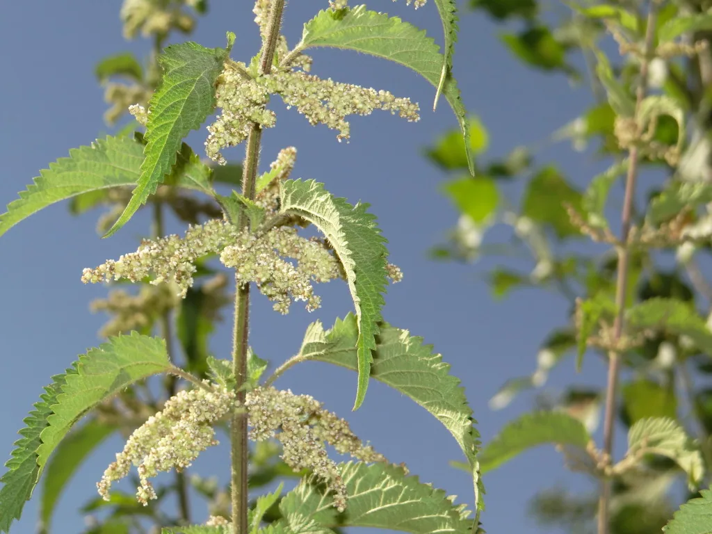Stinging nettle