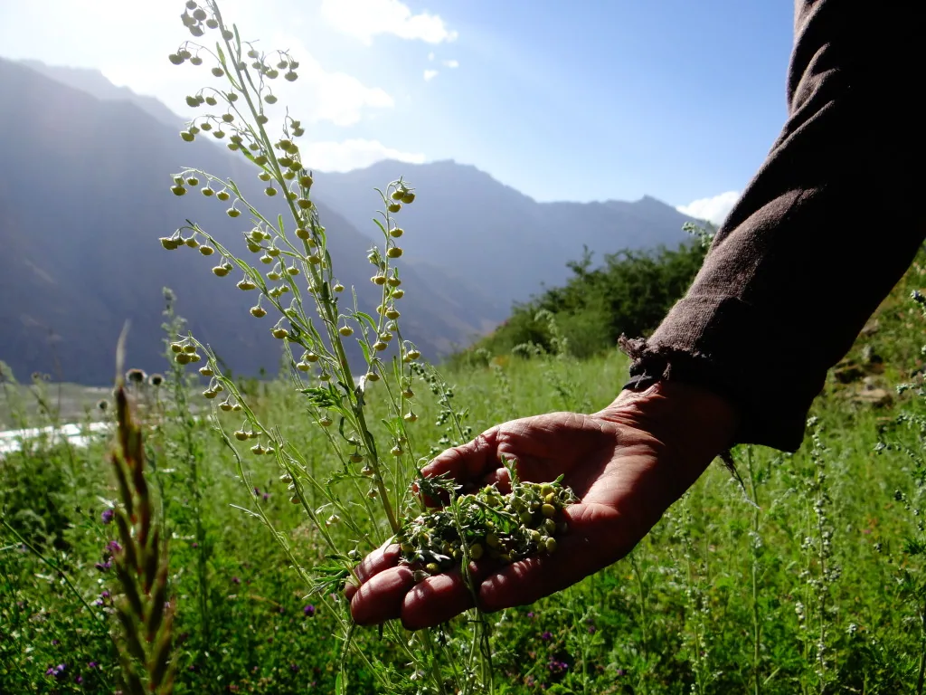 Wormwood in its natural habitat