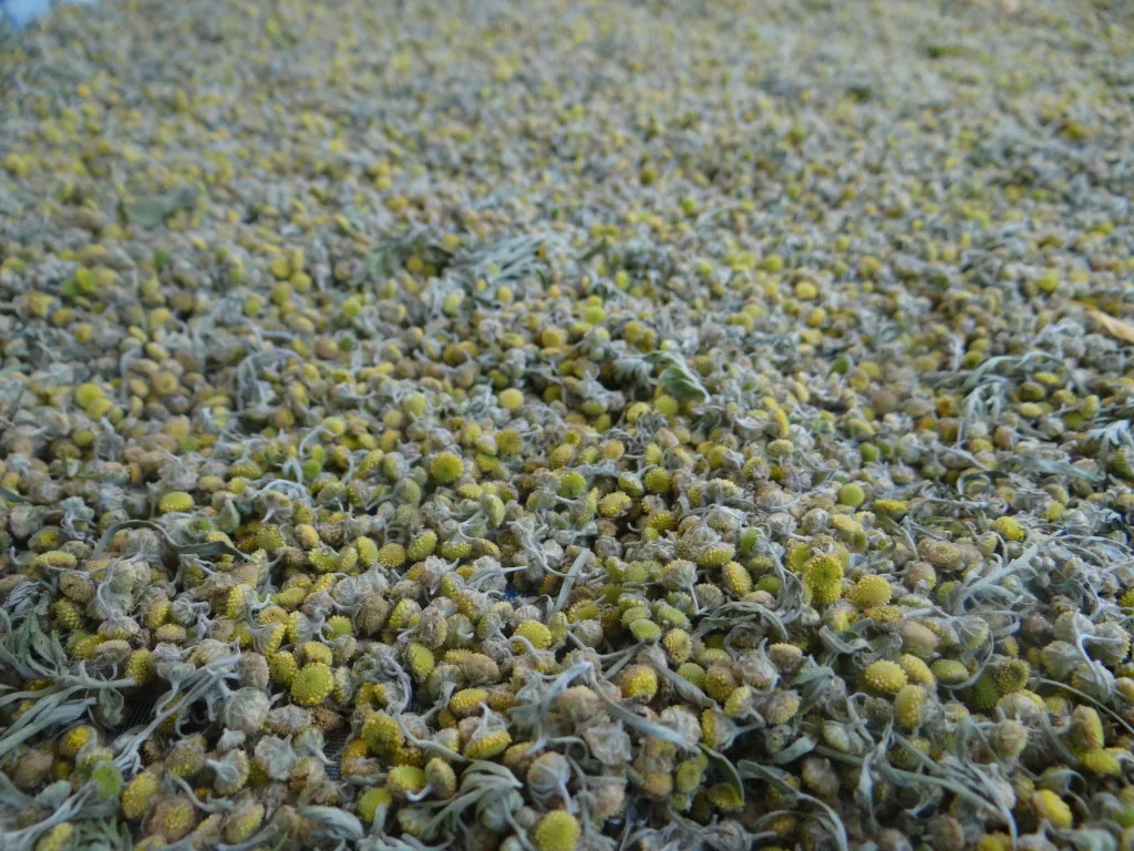 Wormwood