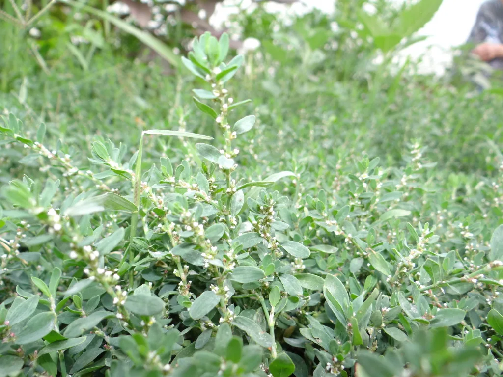 Antihaemorrhoidal tea