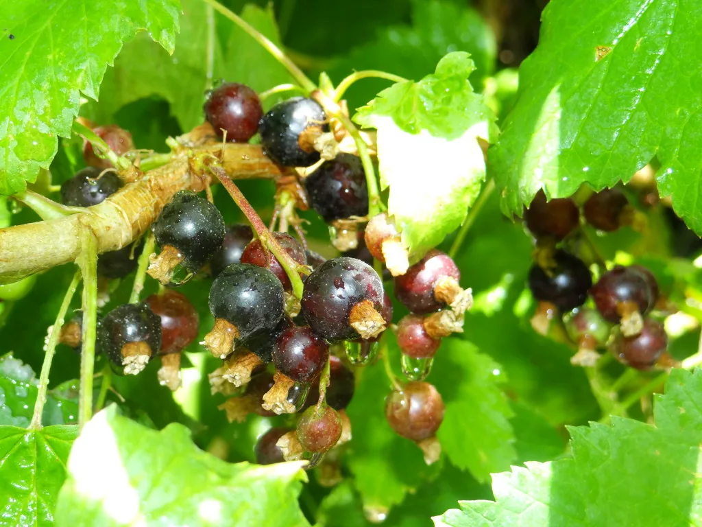 Polyvitaminic tea
